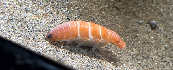 This bloodsucking sea parasite just happens to look exactly like delicious sushi