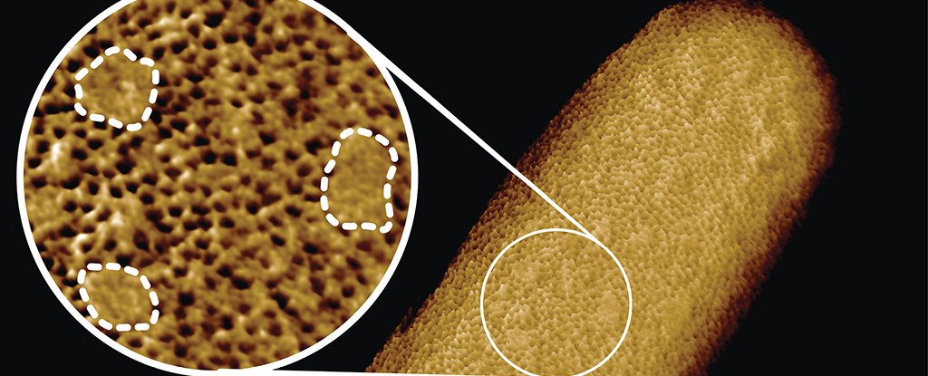 These Could Be The Most Detailed Close-Up Images of Living Bacteria Taken to Date - ScienceAlert