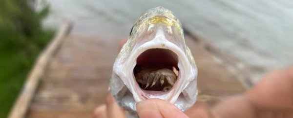 Horrifying parasite masquerading as fish tongue found in Texan state park