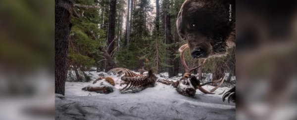 Photobombing grizzly bear snapped in award-winning wildlife photo