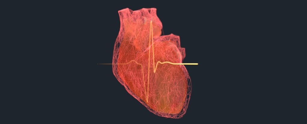 Discovery of New Cellular Rhythm in The Heart Shows How It Tracks The 24-Hour Cycle