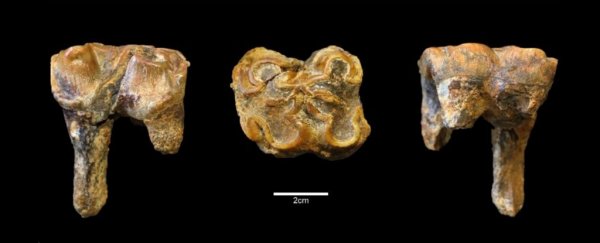 This ancient tooth proves giant hippos roamed Britain far earlier than expected
