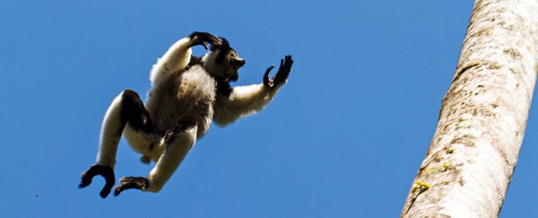For the first time, a rhythm universal to humans has been found in a primate