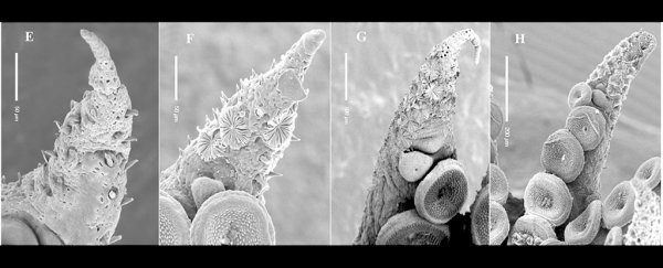 Baby octopuses grow hundreds of mystery organs only to lose them as they grow up