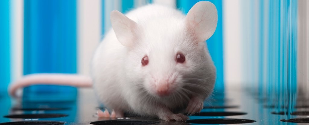Půst může nabídnout zdravotní výhody i mimo dietu, naznačuje experiment na myších