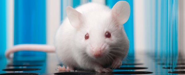 Fasting may offer health benefits beyond dieting, experiment in mice suggests