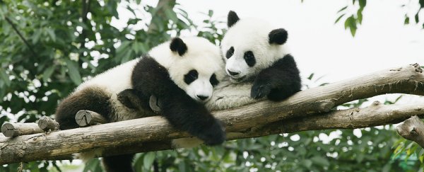 Pandas' iconic colors turn out to be good for something aside from looking cute