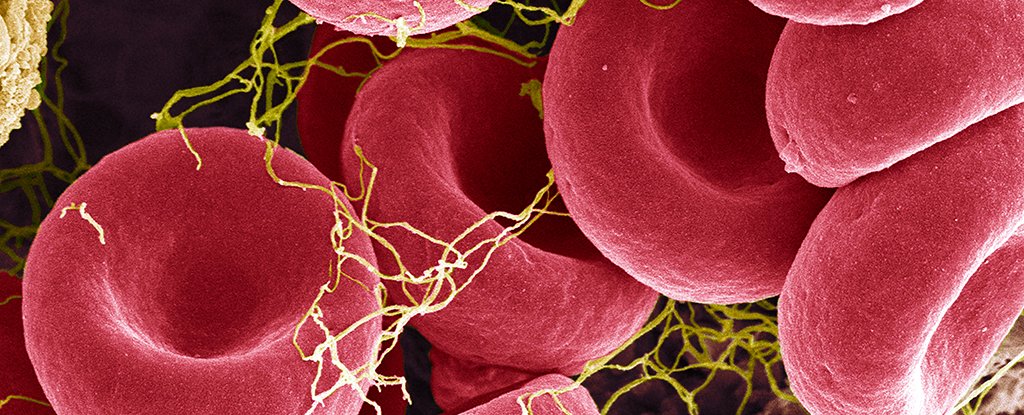 Discovery Points to a Crucial Role Red Blood Cells Play in Our Immune Systems - ScienceAlert