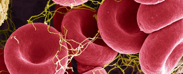 Discovery points to a crucial role red blood cells play in our immune systems