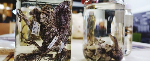 Old museum specimens can illuminate wildlife history and help biodiversity right now