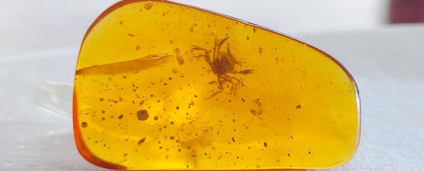 Adorable crab encased in amber is among the oldest true crabs ever found
