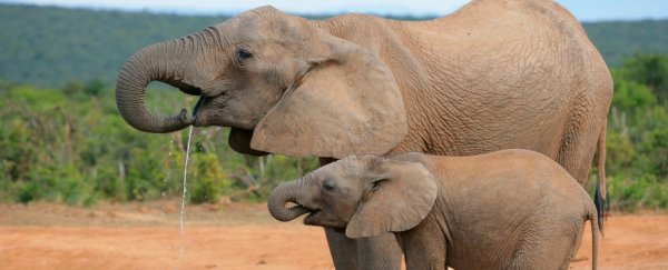 Poaching has caused 'rapid evolution' of tuskless elephants, new study reveals