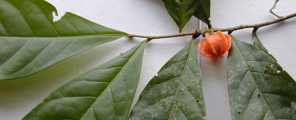 This Unusual Plant From The Amazon Rainforest Has Baffled Scientists For 50 Year..