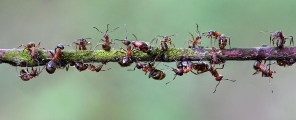 Scientists trace the mysterious origins of social parasitism in ants