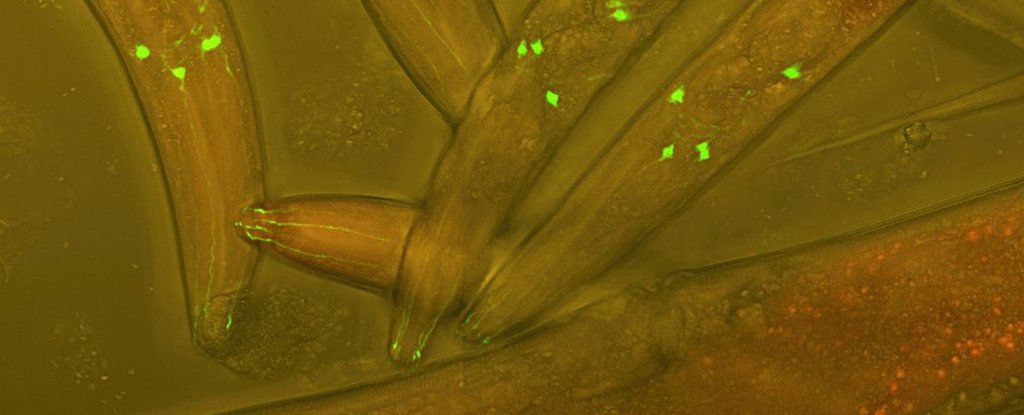 Scientists Rewired The Brain of a Mutant Worm Using Parts From a Hydra