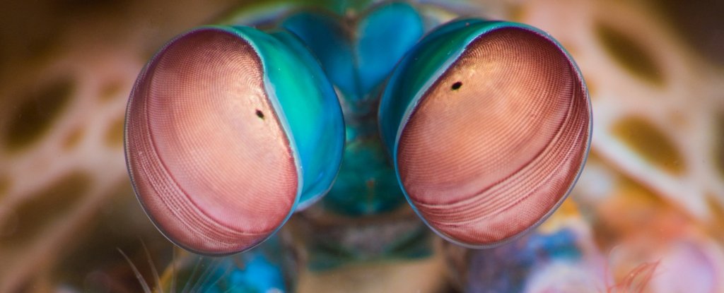 The Weirdest Eyes in The Animal Kingdom See a World We Can't Imagine :  ScienceAlert