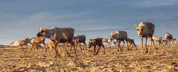 The Arctic could be turning into an 'ecological trap' for migrating animals