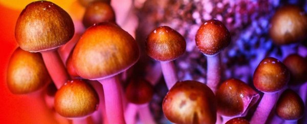 Colorful mushrooms