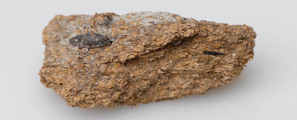 Signs of Blue Cheese And Beer Discovered in Well-Preserved Poop of Iron Age Euro..