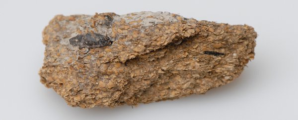 Signs of blue cheese and beer discovered in well-preserved poop of Iron Age Europeans