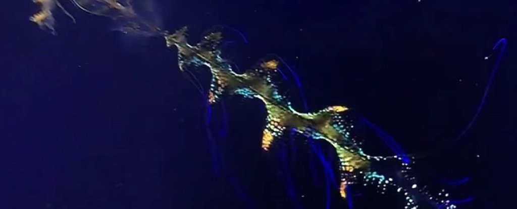 This Rare, Otherworldly Squid Was Caught on Film on a Deep-Sea Dive