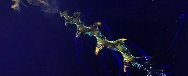 This rare, otherworldly squid was caught on film on a deep-sea dive