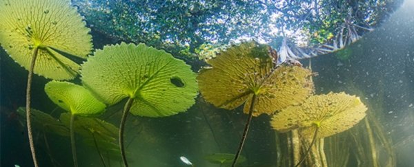 Hidden forest has been 'trapped in time' for 100,000 years, scientists say