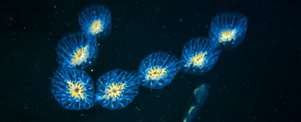 Plankton is undergoing a global migration, with dire consequences for the food web