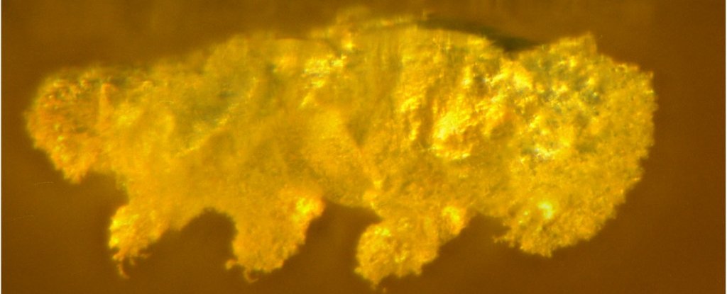 Incredibly Ancient Tardigrade From 16 Million Years Ago Is Like a Ghost Across T..