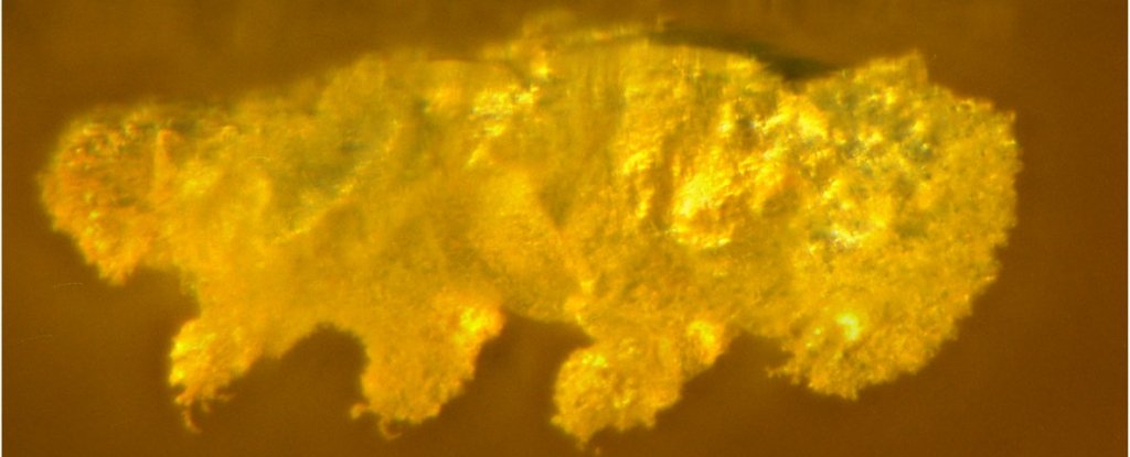 Incredibly Ancient Tardigrade From 16 Million Years Ago Is Like a Ghost Across Time