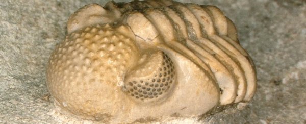 This 390-Million-Year-Old Trilobite Fossil Had a Bunch of Tiny Eyes Inside Its Eyes