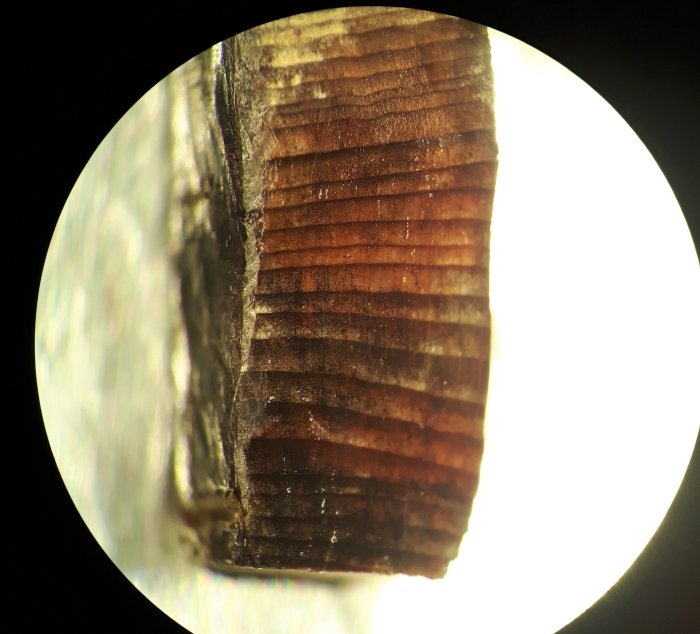 tree rings