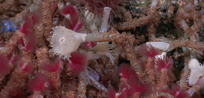 A close up of tube worms growing near a hydrothermal vent.
