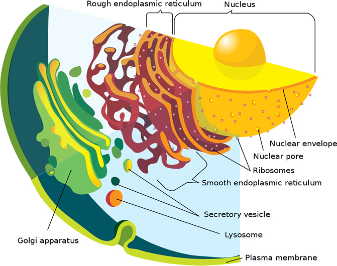 Colourful diagram showing cross section of cell organelles