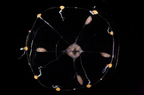 Clytia hemisphaerica, viewed from above with tentacles arranged uniformly around its outer edges. (Weissbourd/DeGiorgis)