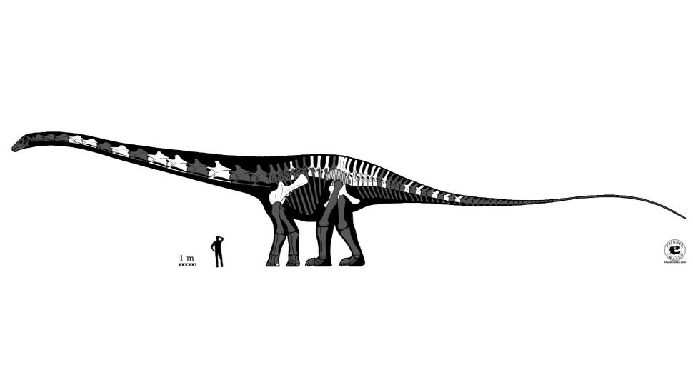 The discovered bones of the Supersaurus from Dry Mesa Dinosaur Quarry in Colorado. (Daniel Barrera Guevara/Fossil Crates)