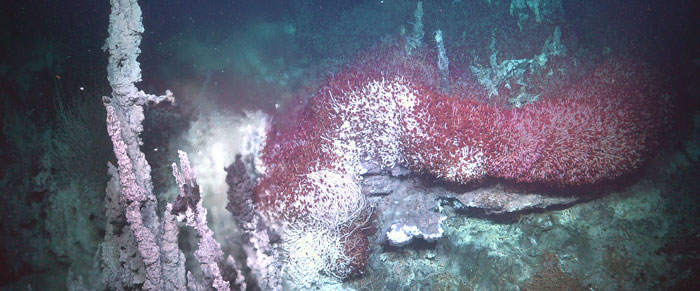 A large population of tube worms near a hydrothermal vent.