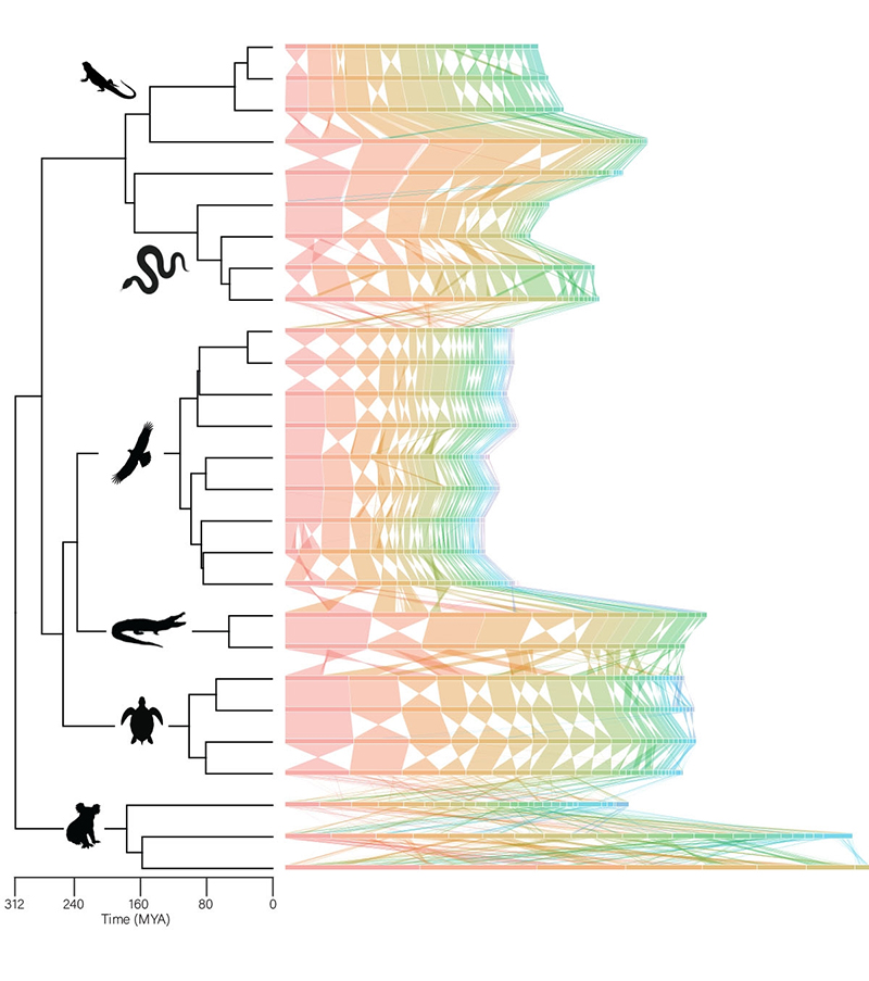 A tree chart outlining the presence of similar DNA in snakes, lizards, birds, crocodiles, and mammals
