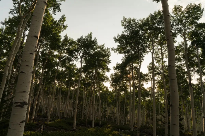 Pandotigesressemblant aux arbres