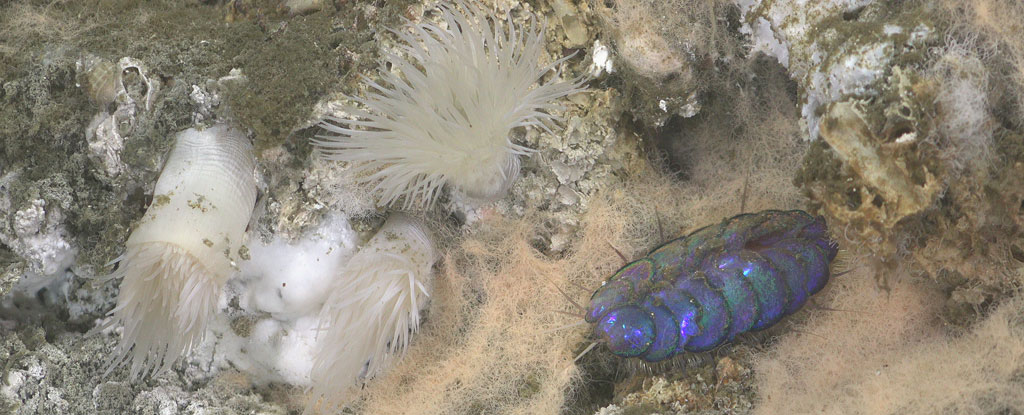 A scale worm (Peinaleopolynoe Orphanae) crawls near anemones