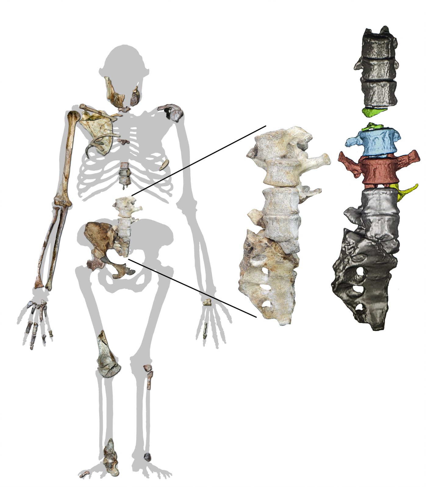 This Ancient Human Relative ‘Walked Like a Human, But Climbed Like an Ape’