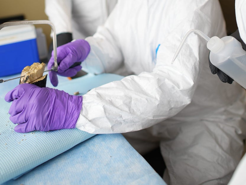 Paleontologist slices a section from the core of the smaller tusk fragment. (Darrin Schultz © 2021 MBARI)
