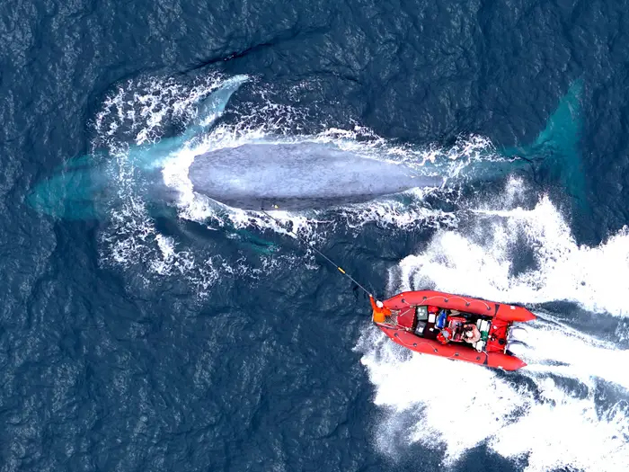 Aerial image showing a blue whale and a smaller red boat next to it