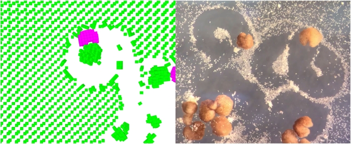 XenobotSimulationAndRealityComparison