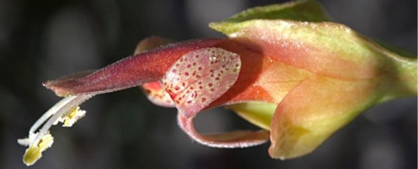 Plants used by the first Australians seem to stop cancer cells rejecting treatment