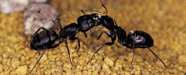 Ant colonies can share a single 'social' metabolism, all thanks to the way they kiss