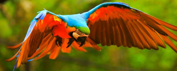 Climate change may have done 2 odd and contradictory things to birds in the Amazon