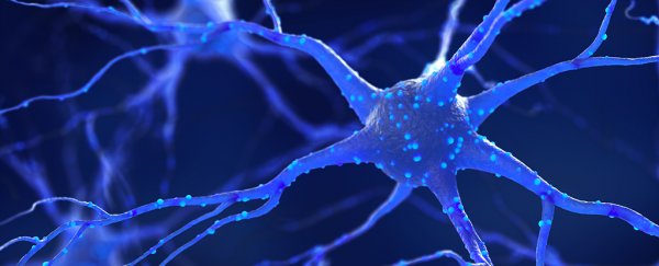 Scientists Identify Brain Switch That Controls A Vital Survival Instinct in Organisms