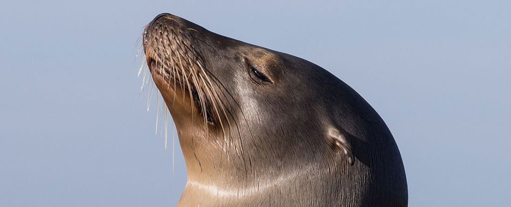 Sea Lions' Whiskers Help Them Touch The World Around Them, Just Like Our Fingert..