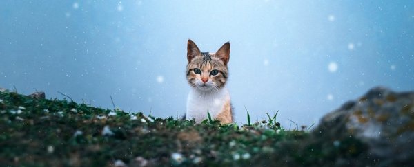 Don't freak out or anything, but your cat is tracking your movements
